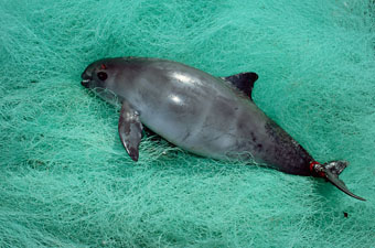 A critically endangered vaquita caught in a gillnet.: Photograph courtesy of WWF © National Geographic Stock/Flip Nicklin/Minden Pictures / WWF